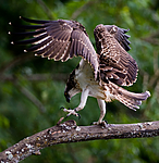 BB 12 0057 / Pandion haliaetus / Fiskeørn